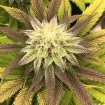 Queen Truffle Cannabis Seeds (3 Pack)