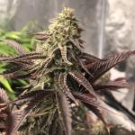 Royal Faygo Cannabis Seeds (3 Pack)