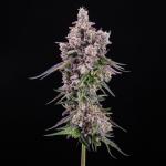 Mac Daddy Cannabis Clone