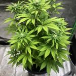 Queen Truffle Cannabis Seeds (3 Pack)